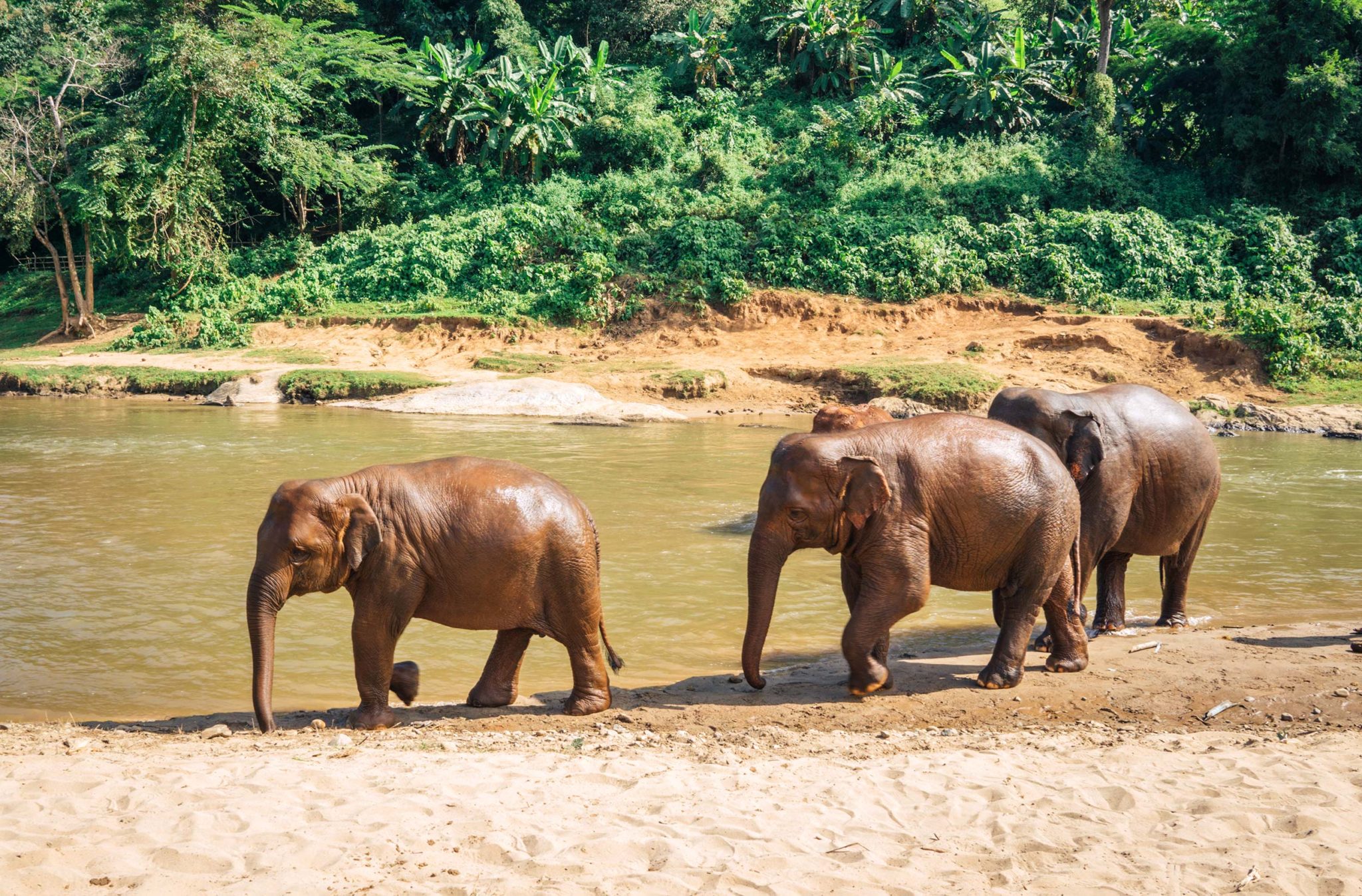 Elephant Park in Chiang Mai, Thailand - CK