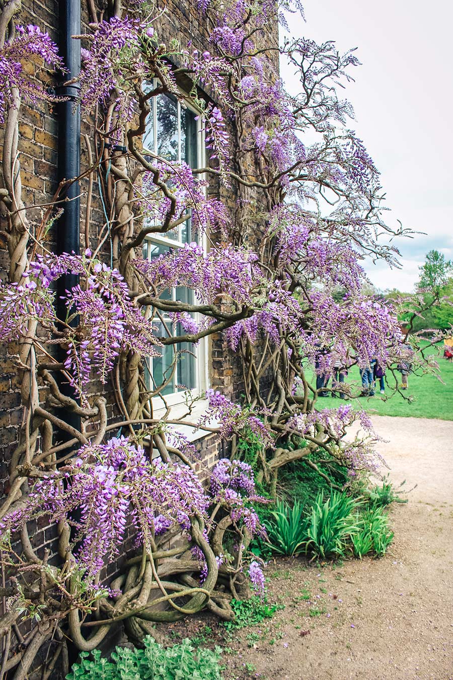 Wisteria in Fulham Palace house and gardens in Bishops Park, London