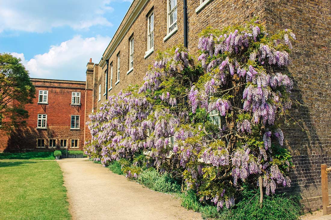 Wisteria in Fulham Palace house and gardens in Bishops Park, London