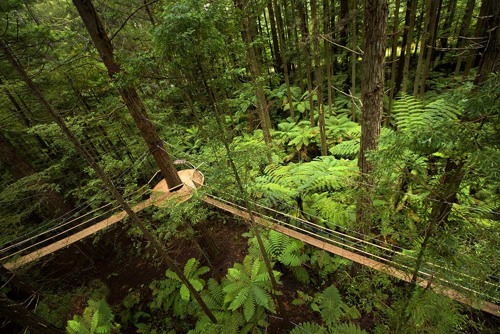 Whakarewarewa Forest - The Redwoods rotorua new zealand