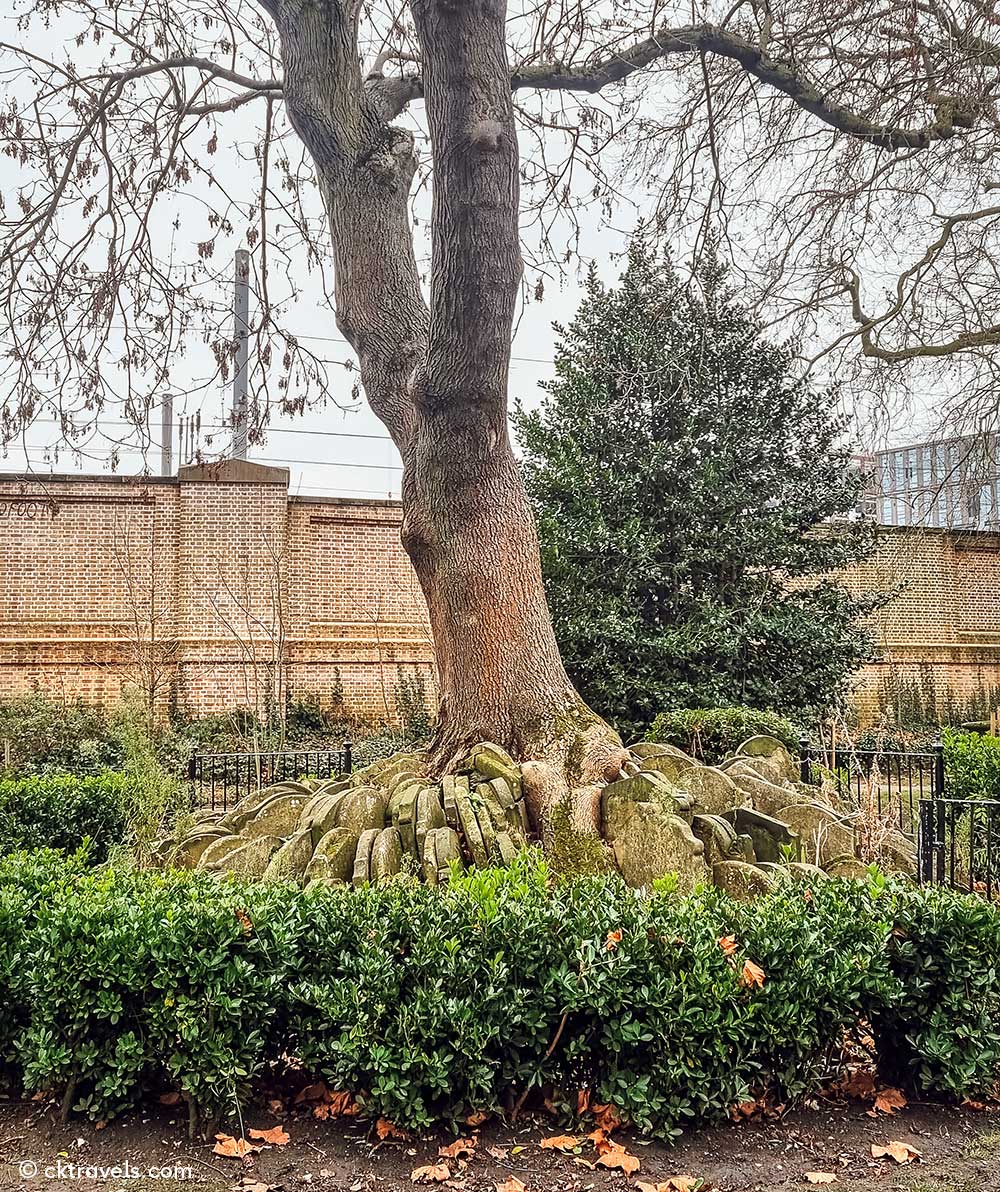 The Hardy Tree at St Pancras Old Church