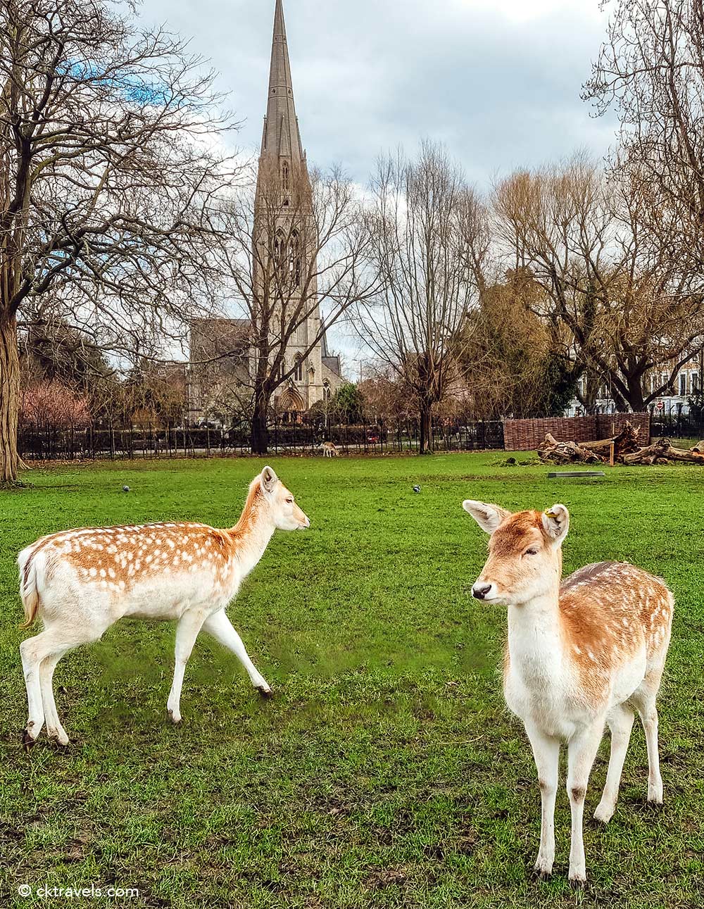 Deer in Clissold Park, Stoke Newington 