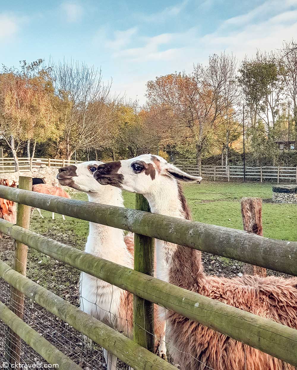 Mudchute Park Farm, London. Free Animal Farms in and around London