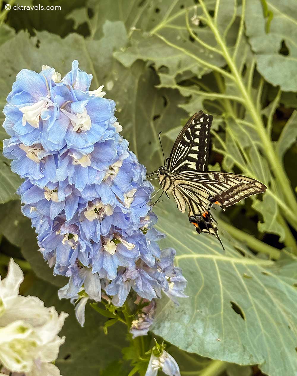 Seoul Forest Park butterfly