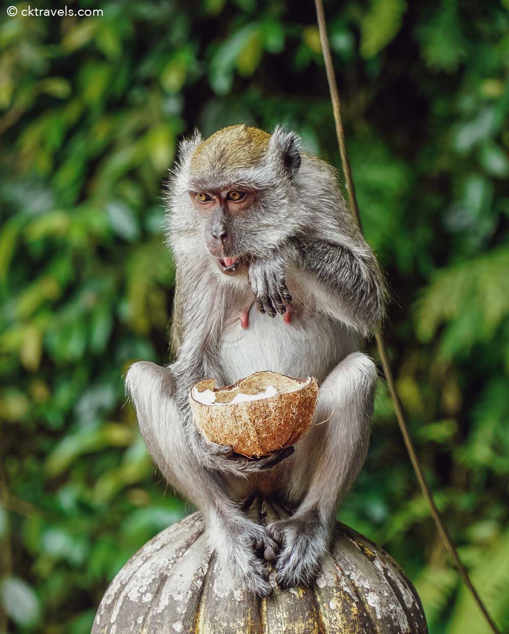 monkey Batu Caves Kuala Lumpur