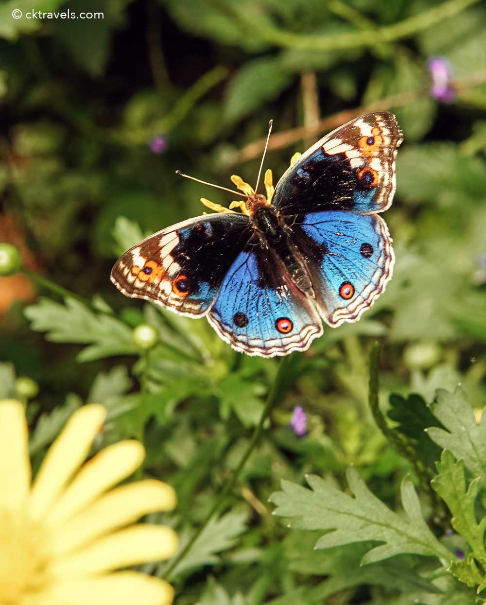 Cameron Highlands Butterfly Garden