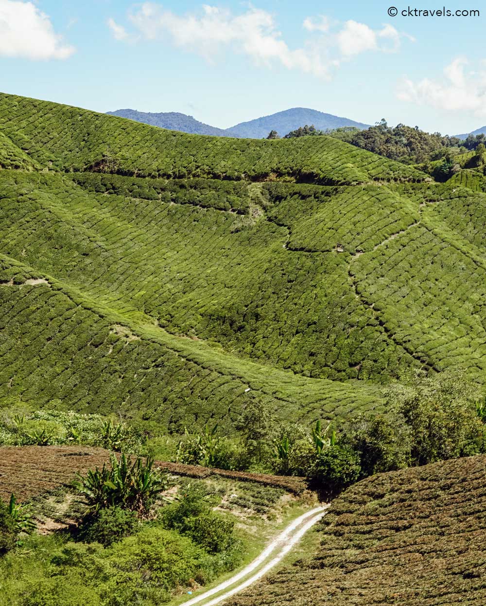 Cameron Highlands tea plantation
