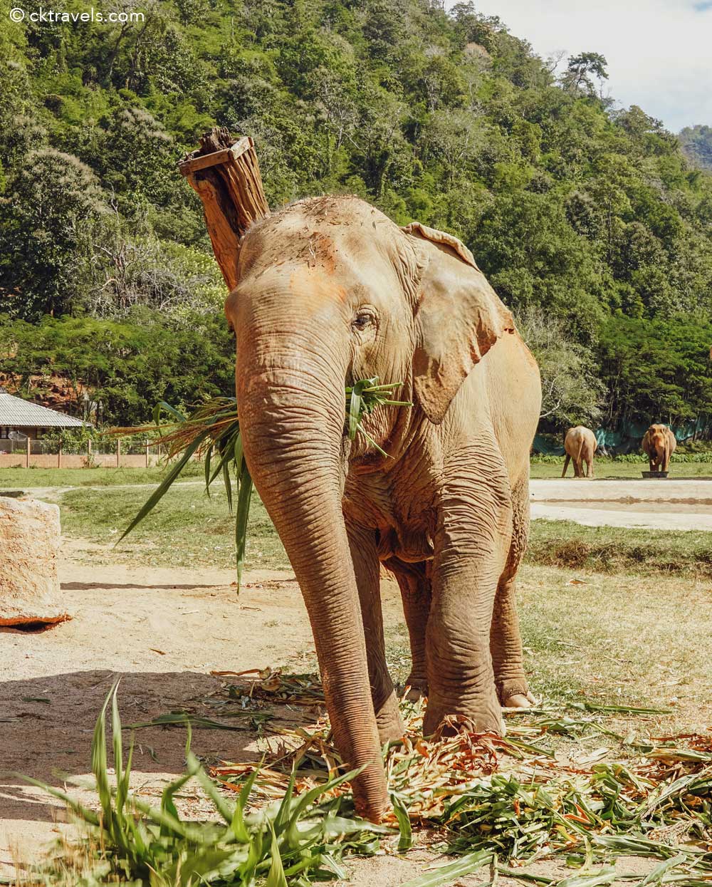 Elephant Nature Park in Chiang Mai